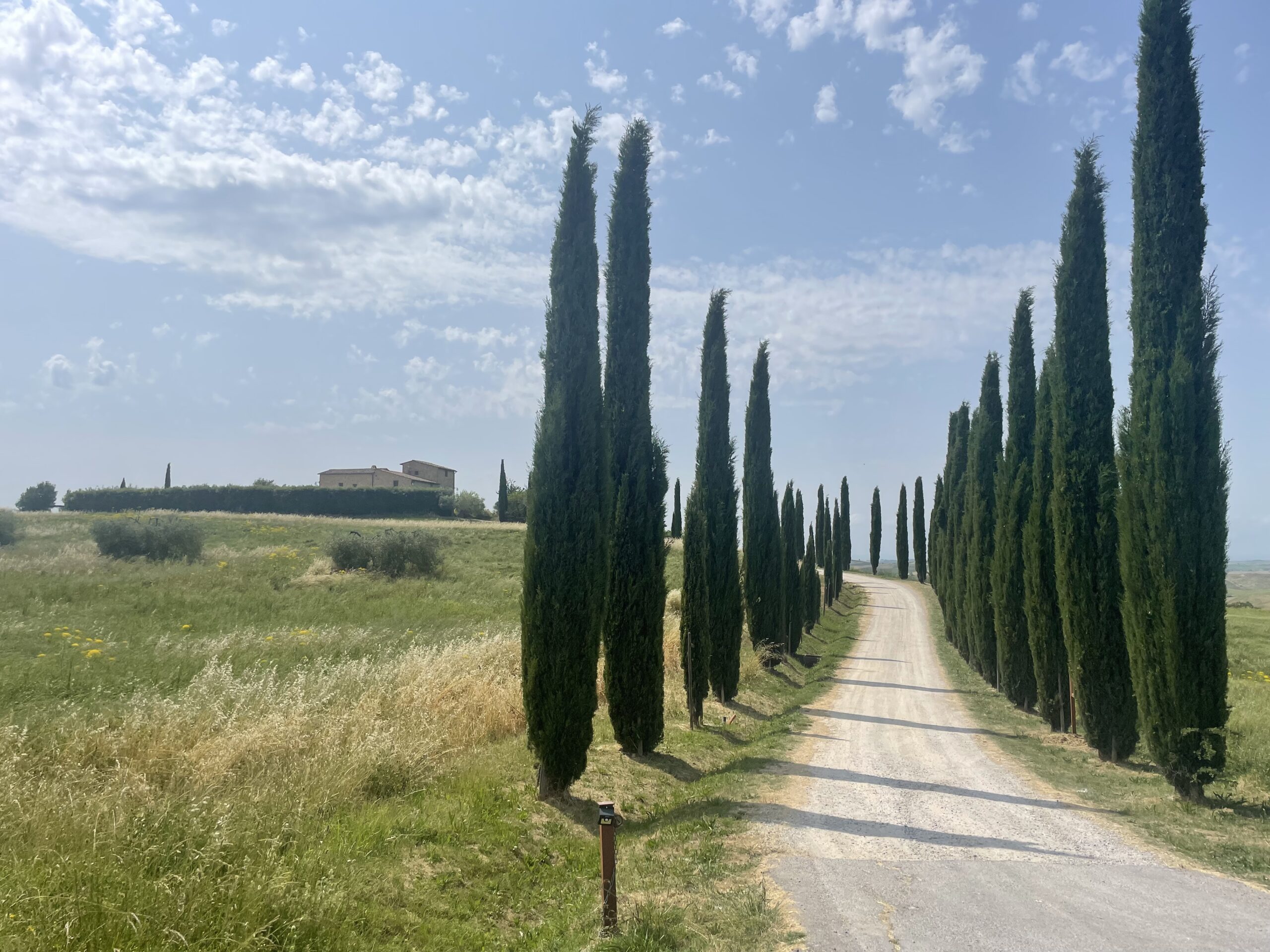 Ein Naturbild, auf dem eine Allee hinaus zu einem Haus führt. Rechts und links stehen gerade nach oben gewachsene Bäume.